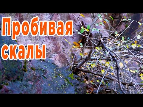 Видео: И на камнях растут деревья! Ямадори которые я нашел в горах.