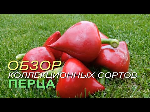 Видео: Обзор КОЛЛЕКЦИОННЫХ сортов ПЕРЦА! Советы от ЗЕЛЕНОГО ОГОРОДА!