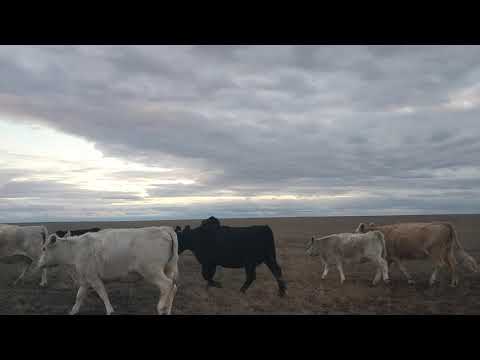Видео: Вечерний сбор коров.