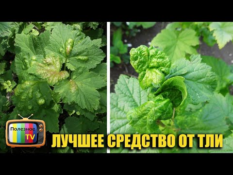 Видео: Тля на смородине? Забудьте о ней навсегда