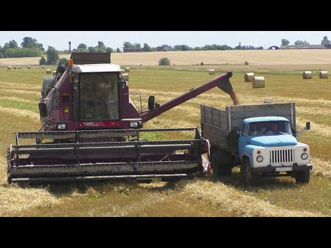 Видео: В деревне на уборке пшеницы КЗС 7 и SAMPO 3085