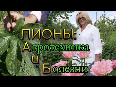 Видео: Грунт для пионов; посадка, подкормка, уход, вирусы, ржавчина, ботритис