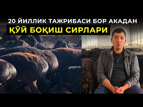 Видео: Қўй боқиш сирлари. 20 йиллик тажрибаси бор акамиздан.
