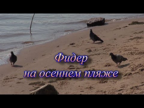 Видео: Фидер на осеннем пляже