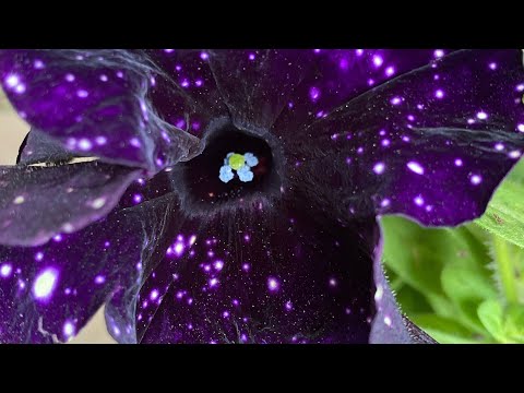 Видео: УДОБРЕНИЯ ДЛЯ РОЗ🌹. БЕЗ ПОНТОВ😎. МОЙ ВЫБОР ДЛЯ МОИХ РАСТЕНИЙ