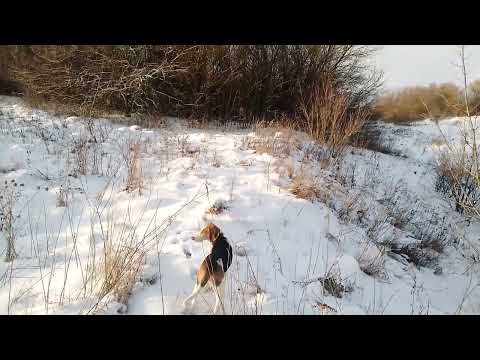 Видео: гон рг Раската и рг Бурана по зайцу 16.12.24