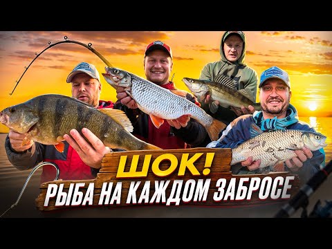 Видео: Жерех, голавль, судак не дают покоя. Рыбалка по хищнику на Волге. Рыбалка Саратов 2025
