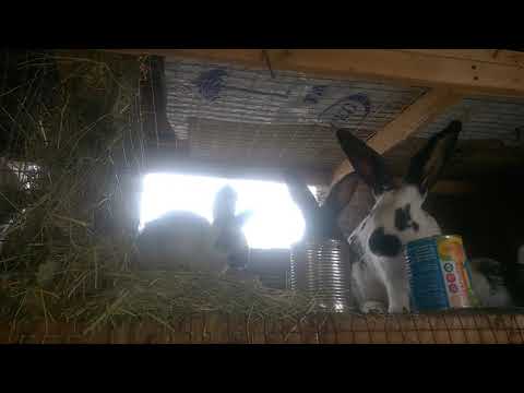 Видео: Линька у кроликов и немного о болезнях шерсти.