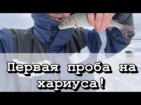 Видео: ХАРИУС. РЫБАЛКА НА КОЛЬСКОМ.