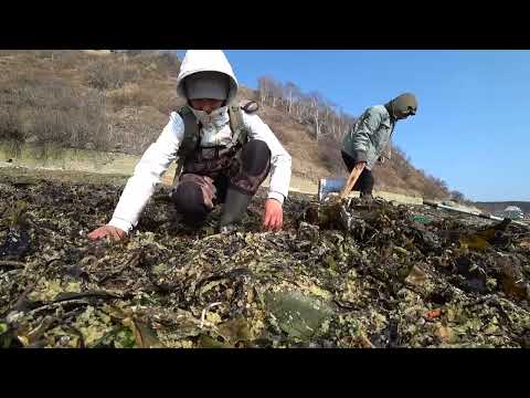 Видео: После шторма ВСЕ в КУЧУ, икра капуста рыба..