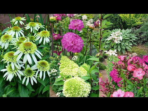 Видео: Обзор сада в начале августа. 03.08.2023. Владимирская область.
