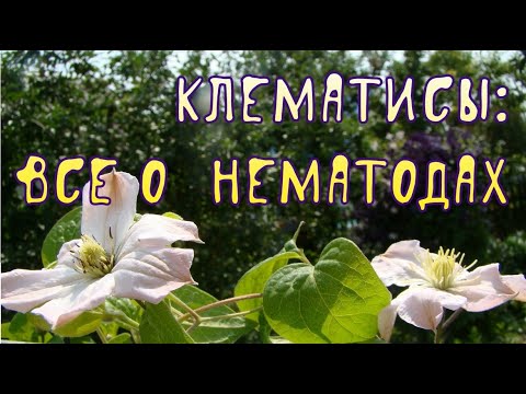 Видео: Клематисы. Все о нематодах