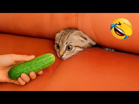Видео: Уморительные животные 2025 😂 Новые смешные видео с кошками и собаками 😅