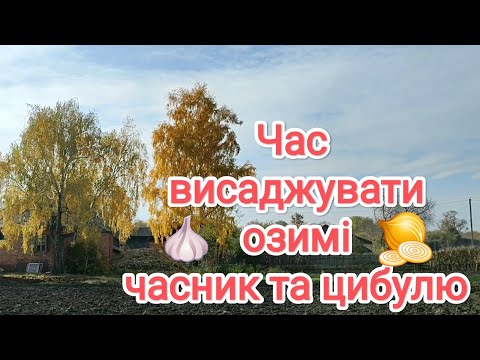 Видео: Час висаджувати часник та цибулю.