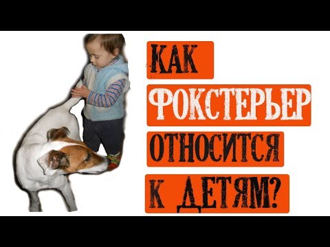 Видео: Фоксблог/Как фокстерьер относится к детям?