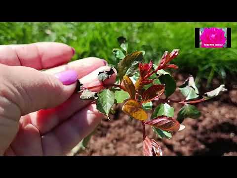 Видео: РОЗЫ ПОСЛЕ ЗАМОРОЗКА. КОНЕЦ ЛЕДНИКОВОГО ПЕРИОДА