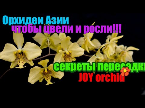 Видео: Пересадка от гуру. Мастер-класс Joy Orchid!!!