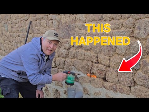 Видео: Огромные корни плюща разрушают мою стену: отбиваюсь огнем