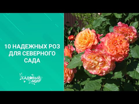 Видео: 10 надежных роз для Северного Сада