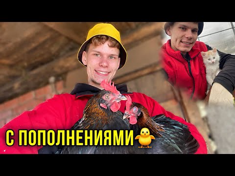 Видео: Переселяем ПОРОДИСТЫХ КУР🐔Огородний сезон ОТКРЫТ🌱  Наше Большое ХОЗЯЙСТВО: Работа Кипит | Пополнения