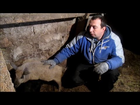 Видео: Пятна Вельмана! Как выбрать правильных поросят венгерской пуховой мангалицы?