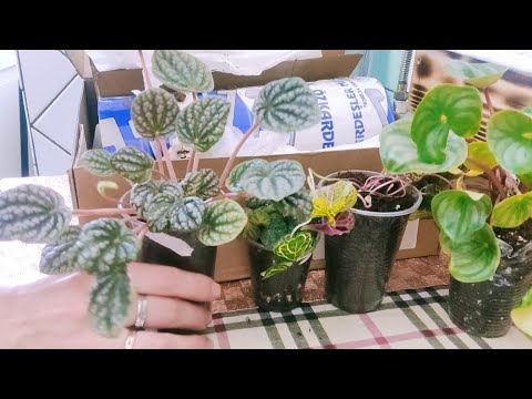 Видео: Кімнатні рослини🪴Велика рзпаковка📦Рослини для мами.🌱🌷 #розпаковка #посилка #рослини #фіалки