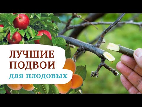 Видео: Лучшие подвои для плодовых