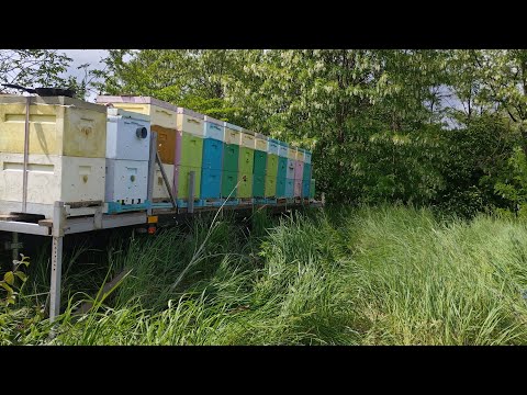 Видео: КОЧЁВКА НА АКАЦИЮ 2025