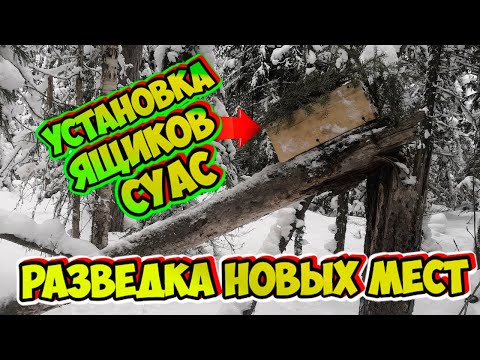 Видео: Охота на Соболя | Капканы: Установка Ящиков СУАС. Разведка Новых Мест.