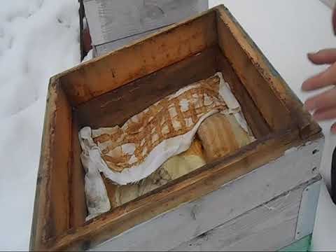 Видео: подкормка пчел в феврале