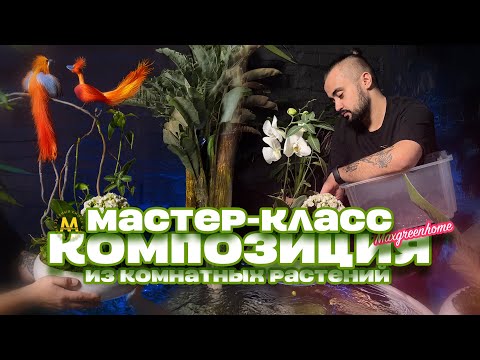 Видео: Как создать композицию из комнатных растений? Мастер - класс от Maxgreenhome из Казани.