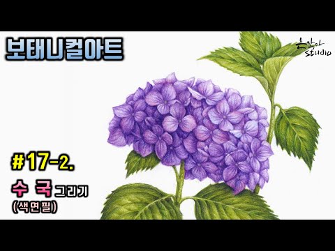 Видео: [Цветочная живопись / Ботаническое искусство] № 17-2. Рисунок гортензии цветным карандашом