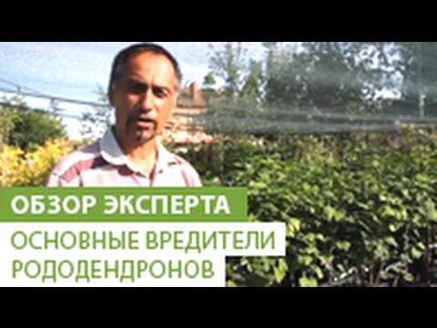 Видео: Гингко билоба. Особенности растения. Уход за Гингко