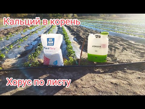 Видео: Уход за клубникой осенью, кальценит в корень, первые заморозки