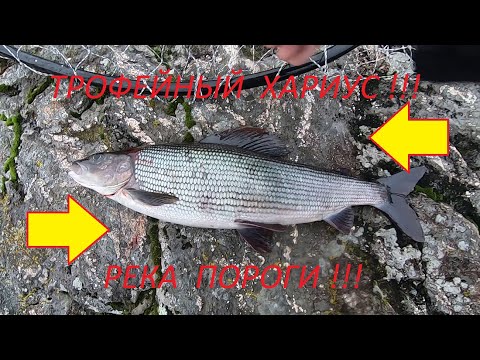 Видео: Трофейный хариус, удычная рыбалка на порогах #Хариус #Река #Пороги #ОтдыхКарелия #РыболовныйГид #Вид