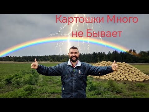 Видео: «Копнул — и обомлел! Вот это картошка…»🔥🥔🥔 а Впереди ещё Коровы и Овес!»
