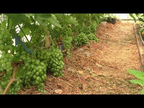 Видео: Виноград в теплице За и Против