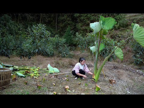 Видео: Дакуи Таро! В поисках сокровищ гор!