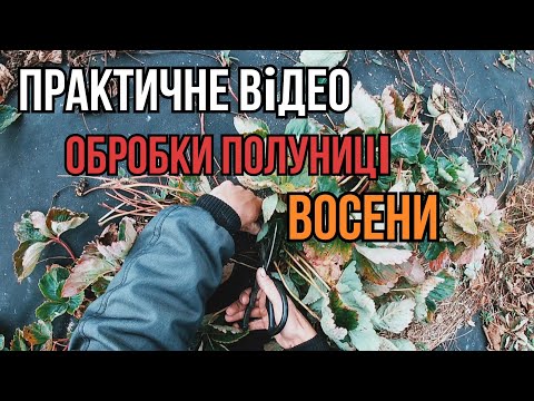 Видео: Я ТАК РОБЛЮ ВЖЕ 10 РОКІВ/ТОП-3 простих ПРАВИЛА обробки полуниці ВОСЕНИ/Вирощування на ПІВНОЧІ