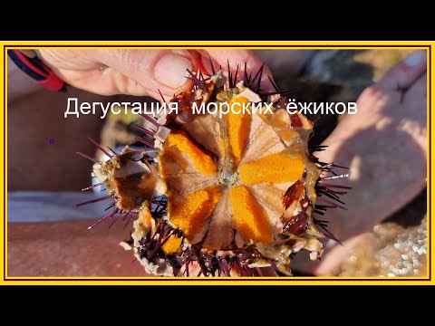 Видео: Как есть морского ежа.