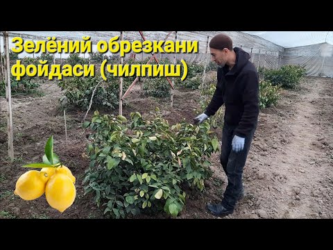Видео: МАРХАМАТ шахрида лимон ОБРЕЗКА