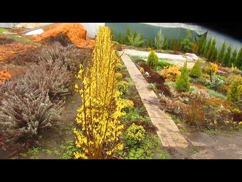 Видео: Изгородь из форзициию.  Результат!