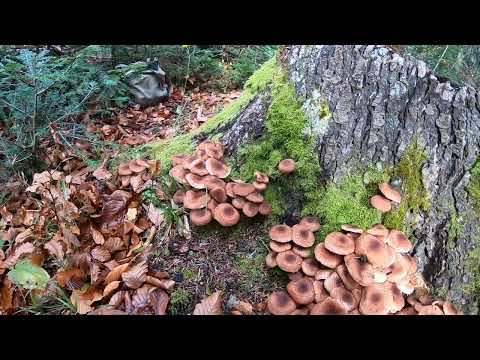 Видео: СХІДНИЦЯ! ДЖЕК-ПОТ ЗА 15хв. ДО МАРШРУТКИ!