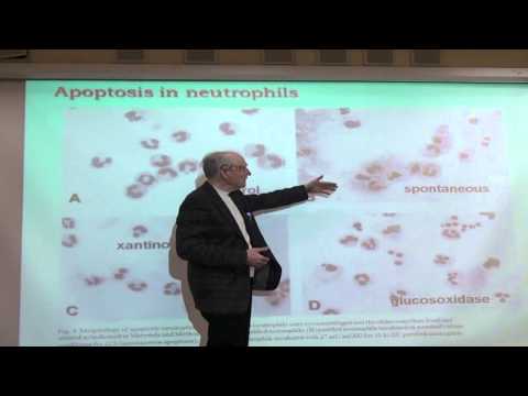 Видео: 185 Апоптоз