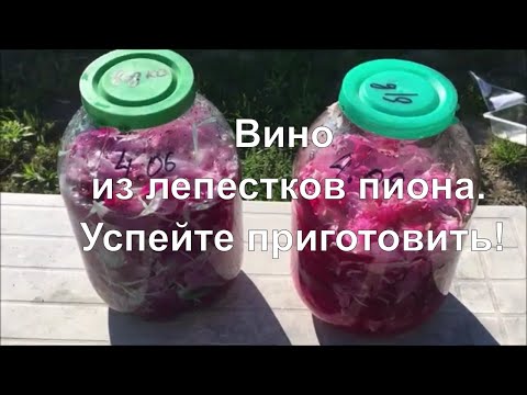 Видео: Пионовка.  Вино из лепестков пиона.