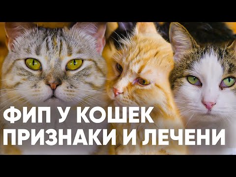 Видео: ЛЕЧЕНИЕ ФИП у кошек. Как лечить инфекционно-вирусный перитонит (коронавирус) у кошек?