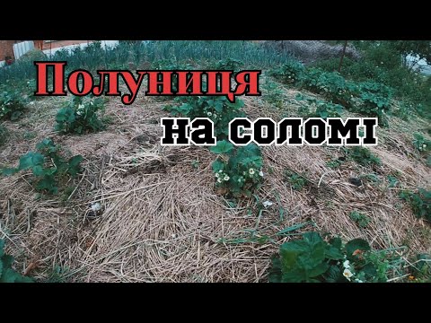 Видео: Плюси і мінуси посадки полуниці на агроволокні та соломі/Вирощування полуниці на Поліссі