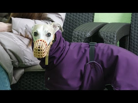 Видео: Догтренинг 580. Агрессивный уиппет - мир через намордник. Особенности породы.