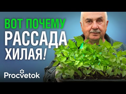 Видео: РАССАДА ИЗ ХИЛОЙ СТАНЕТ ТОЛСТОЙ И ЗЕЛЕНОЙ, если выполнить эти простые действия