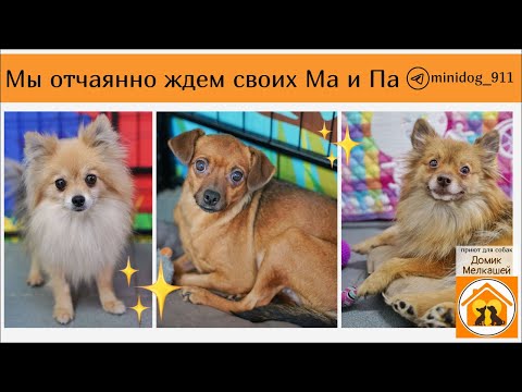 Видео: 7 новых Мелкашей поступили в приют.